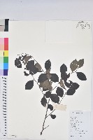 藏品(黑面神)的圖片