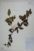 藏品(燈稱花、烏雞骨)的圖片