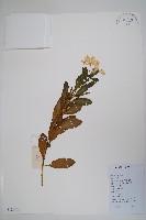 藏品(長春花)的圖片