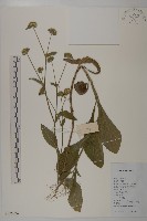 藏品(白花地膽草)的圖片