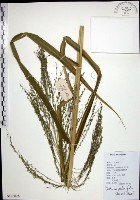 藏品(棕葉狗尾草)的圖片