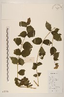 藏品(華澤蘭)的圖片