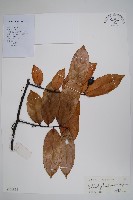 藏品(香港鷹爪花)的圖片