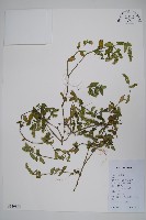 藏品(爵床)的圖片