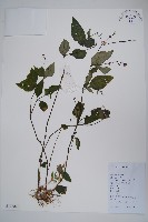 藏品(針刺草)的圖片