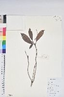 藏品(多花杜鵑)的圖片