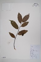 藏品(光葉紫玉盤)的圖片