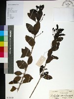 藏品(苦林盤)的圖片