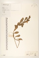 藏品(光梗闊苞菊)的圖片