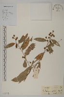 藏品(南華南蛇藤，青江藤)的圖片