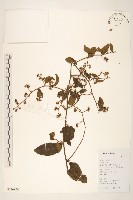 藏品(細脈斑鳩菊、毒根斑鳩菊)的圖片