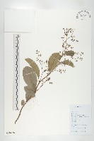 藏品(錫葉藤)的圖片