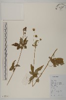 藏品(白花鬼針)的圖片