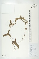 藏品(茅瓜)的圖片