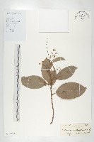 藏品(錫葉藤)的圖片