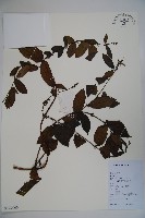 藏品(忍冬、金銀花)的圖片