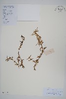 藏品(節節花)的圖片