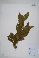 藏品(假鷹爪)的圖片