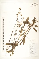 藏品(苦苣菜)的圖片