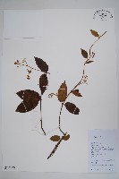 藏品(毛杜仲藤)的圖片