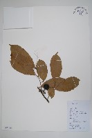 藏品(鷹爪花)的圖片