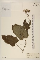 藏品()的圖片