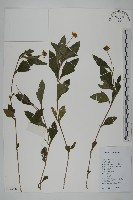 藏品(南美蟛蜞菊、三裂葉蟛蜞菊)的圖片