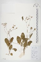 藏品(黃鵪菜)的圖片