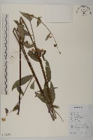 藏品(大頭艾納香)的圖片