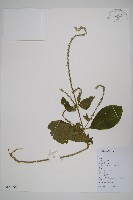 藏品(牛膝)的圖片