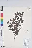 藏品(黑面神)的圖片