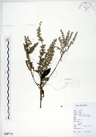 藏品(黃荊)的圖片