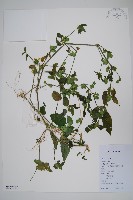 藏品(華九頭獅子草)的圖片