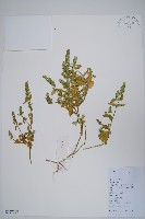 藏品(爵床)的圖片