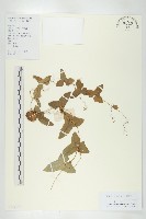 藏品(茅瓜)的圖片