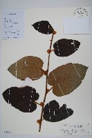 藏品(絲毛獼桃)的圖片