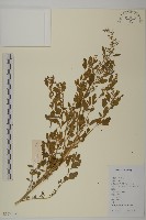 藏品(小藜)的圖片