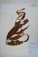 藏品(銳葉山柑)的圖片