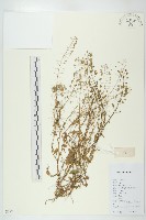 藏品(薺)的圖片