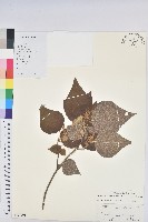 藏品(東南野桐)的圖片