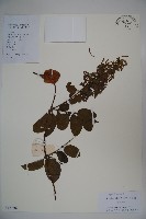 藏品(山銀花)的圖片