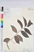 藏品(菲律賓饅頭果)的圖片