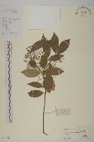 藏品(亮葉衛矛、中華衛矛)的圖片