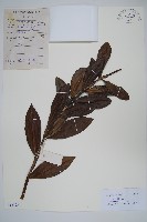 藏品(老鼠?、軟骨牡丹)的圖片