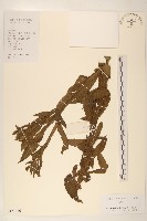 藏品(六角草)的圖片