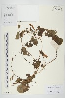 藏品(裂葉牽牛)的圖片