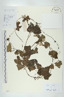 藏品(紅瓜)的圖片