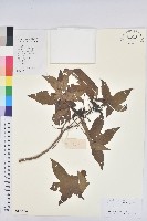 藏品(蓖麻)的圖片