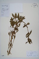 藏品(蓮子草)的圖片