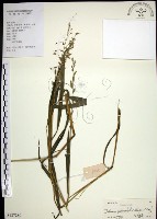 藏品(棕葉狗尾草)的圖片